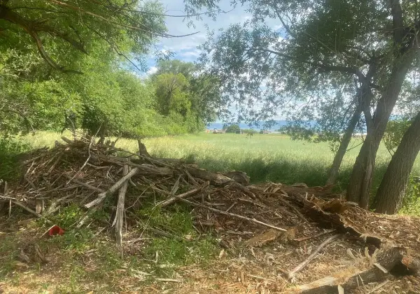 Forestry Mulching